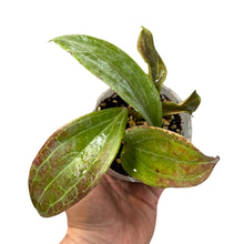 Afbeelding in Gallery-weergave laden, Hoya merrillii (long leaves) - Root Houseplants