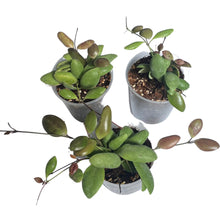 Carica l'immagine nel visualizzatore di Gallery, Hoya pallilimba - Root Houseplants