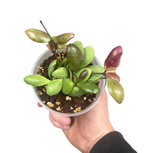 Carica l'immagine nel visualizzatore di Gallery, Hoya pallilimba - Root Houseplants