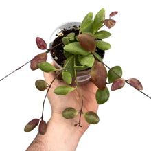 Carica l'immagine nel visualizzatore di Gallery, Hoya pallilimba - Root Houseplants