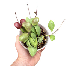 Carica l'immagine nel visualizzatore di Gallery, Hoya pallilimba - Root Houseplants