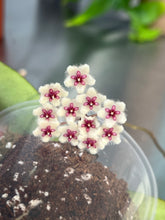Afbeelding in Gallery-weergave laden, Hoya phuwuaensis (Syn. Hoya sp. Phu Wua) - Root Houseplants