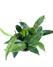 Carica l'immagine nel visualizzatore di Gallery, Hoya pubicalyx 'Silver Spot' - Root Houseplants