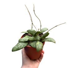 Carica l'immagine nel visualizzatore di Gallery, Hoya sigillatis - Root Houseplants
