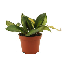 Carica l'immagine nel visualizzatore di Gallery, Hoya sp. aff. burtoniae (Variegated) - Root Houseplants