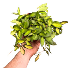 Carica l'immagine nel visualizzatore di Gallery, Hoya sp. aff. burtoniae (Variegated) - Root Houseplants