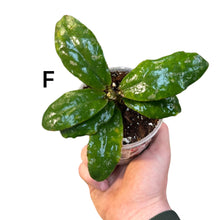 Carica l'immagine nel visualizzatore di Gallery, Hoya undulata - Root Houseplants