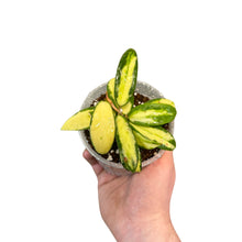 Carica l'immagine nel visualizzatore di Gallery, Hoya verticillata var. Verticillata (inner variegated) (syn. Hoya acuta) - Root Houseplants