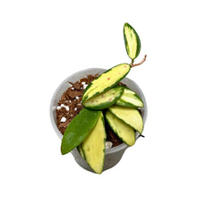 Carica l'immagine nel visualizzatore di Gallery, Hoya verticillata var. Verticillata (inner variegated) (syn. Hoya acuta) - Root Houseplants