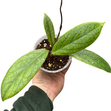 Carica l'immagine nel visualizzatore di Gallery, Hoya vitellinoides - Root Houseplants