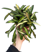 Afbeelding in Gallery-weergave laden, Hoya wayetii 'Variegated' - Root Houseplants