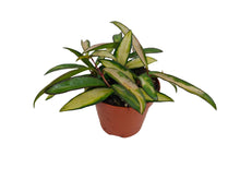 Afbeelding in Gallery-weergave laden, Hoya wayetii 'Variegated' - Root Houseplants