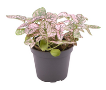 Afbeelding in Gallery-weergave laden, Hypoestes phyllosachya - Polka Dot Plant - Root Houseplants