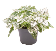 Afbeelding in Gallery-weergave laden, Hypoestes phyllosachya - Polka Dot Plant - Root Houseplants