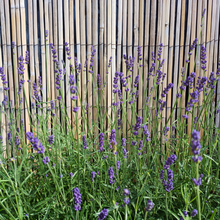 Afbeelding in Gallery-weergave laden, Lavandula angustifolia 'Hidcote' - Root Houseplants