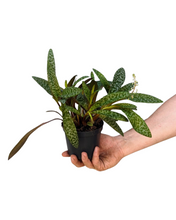 Afbeelding in Gallery-weergave laden, Ledebouria socialis - Root Houseplants