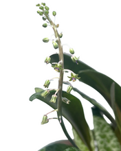 Afbeelding in Gallery-weergave laden, Ledebouria socialis - Root Houseplants