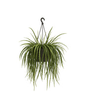 Afbeelding in Gallery-weergave laden, Lepismium bolivianum - Root Houseplants