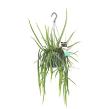 Afbeelding in Gallery-weergave laden, Lepismium bolivianum - Root Houseplants