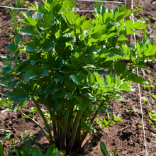 Carica l'immagine nel visualizzatore di Gallery, Levisticum officinale - Lovage - Root Houseplants