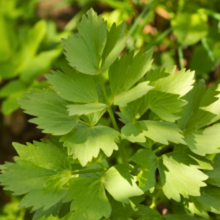 Carica l'immagine nel visualizzatore di Gallery, Levisticum officinale - Lovage - Root Houseplants
