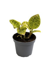 Carica l'immagine nel visualizzatore di Gallery, Macodes petola - Root Houseplants