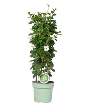 Afbeelding in Gallery-weergave laden, Mandevilla sanderi Sundaville® Series - Root Houseplants