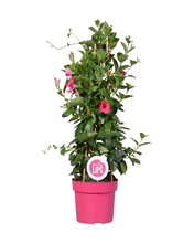 Afbeelding in Gallery-weergave laden, Mandevilla sanderi Sundaville® Series - Root Houseplants
