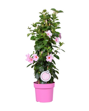 Afbeelding in Gallery-weergave laden, Mandevilla sanderi Sundaville® Series - Root Houseplants