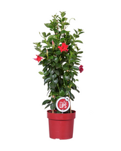Afbeelding in Gallery-weergave laden, Mandevilla sanderi Sundaville® Series - Root Houseplants