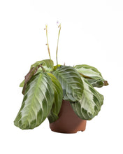 Afbeelding in Gallery-weergave laden, Maranta leuconeura 'Silver Band' - Root Houseplants