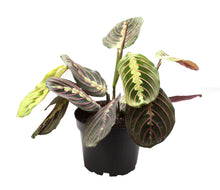 Afbeelding in Gallery-weergave laden, Maranta leuconeura var. Erythroneura - Root Houseplants