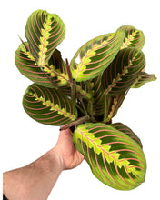 Afbeelding in Gallery-weergave laden, Maranta leuconeura var. Erythroneura - Root Houseplants