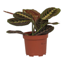 Afbeelding in Gallery-weergave laden, Maranta leuconeura var. Erythroneura - Root Houseplants