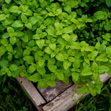 Afbeelding in Gallery-weergave laden, Melissa officinalis - Root Houseplants