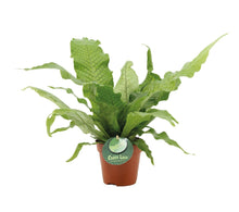 Afbeelding in Gallery-weergave laden, Microsorum musifolium 'Crocodyllus' - Root Houseplants