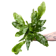 Afbeelding in Gallery-weergave laden, Microsorum musifolium 'Crocodyllus' - Root Houseplants