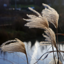 Afbeelding in Gallery-weergave laden, Miscanthus sinensis - Chinese Silver Grass - Root Houseplants