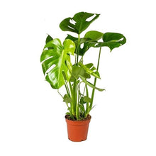 Afbeelding in Gallery-weergave laden, Monstera deliciosa - Root Houseplants