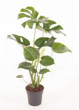 Afbeelding in Gallery-weergave laden, Monstera deliciosa - Root Houseplants
