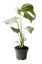 Afbeelding in Gallery-weergave laden, Monstera deliciosa 'Thai Constellation' - Root Houseplants
