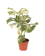 Afbeelding in Gallery-weergave laden, Monstera deliciosa 'Variegated' - Root Houseplants