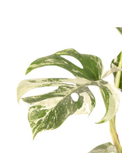 Afbeelding in Gallery-weergave laden, Monstera deliciosa 'Variegated' - Root Houseplants