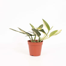 Afbeelding in Gallery-weergave laden, Monstera standleyana 'Aurea Variegated' - Root Houseplants