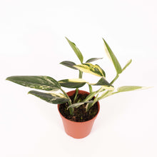Afbeelding in Gallery-weergave laden, Monstera standleyana 'Aurea Variegated' - Root Houseplants