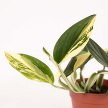 Afbeelding in Gallery-weergave laden, Monstera standleyana 'Aurea Variegated' - Root Houseplants