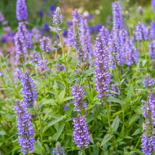 Afbeelding in Gallery-weergave laden, Nepeta nervosa 'Blue Moon' - Catmint - Root Houseplants