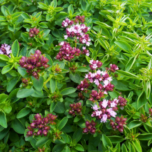 Afbeelding in Gallery-weergave laden, Origanum vulgare 'Compactum' - Compact Oregano - Root Houseplants