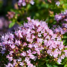 Afbeelding in Gallery-weergave laden, Origanum vulgare 'Compactum' - Compact Oregano - Root Houseplants