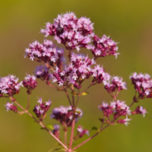 Carica l'immagine nel visualizzatore di Gallery, Origanum vulgare - Root Houseplants